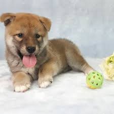Puppyfinder.com is your source for finding an ideal shiba inu puppy for sale near seattle, washington, usa area. Japanese Shiba Inu Puppy For Sale In Seattle Perfect Puppy Com
