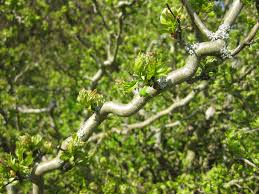 The three flowers brilliantine is oil based which leaves an extreme shine with a soft hold. Baumschule Eggert Blutenstraucher Baumschulen Heckenpflanzen Korkenzieherdorn Crataegus Monogyna Flexuosa Gunstig Bestellen