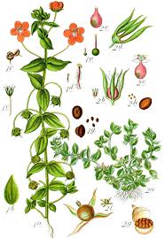 Image result for Lysimachia arvensis
