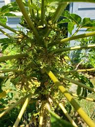 Image result for Vasconcellea pubescens