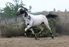 Black And Brown Spotted Horse Butterwap Confetti Unusual Horse Appaloosa Horses Horses