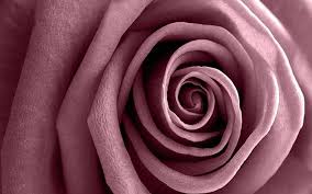 Check spelling or type a new query. Pink Mauve Rose 1080p 2k 4k 5k Hd Wallpapers Free Download Wallpaper Flare