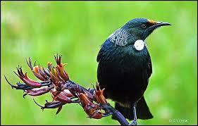Tui baltics reisiotsing ja broneerimine. Man Behind Lens Tui Obsession Tui Bird Beautiful Birds Bird Photography