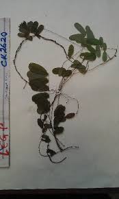 Image result for Abrus melanospermus