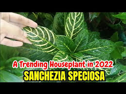 Image result for Sanchezia speciosa
