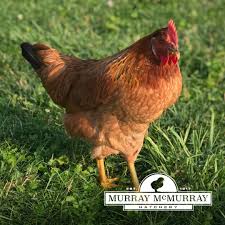 Shipping chicks, how it all works. Mcmurray Hatchery On Twitter 17 Days To Go In The Countdown To Our Firsthatchof2019 Today S Featured Breed Is The Whitingtruegreen This Breed Produces A Large Number Of Consistent Large Light Green Eggs