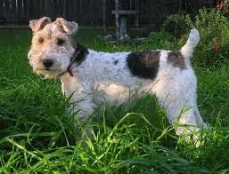 Pin By Josephine Chan On Puppy Love Wire Fox Terrier Puppies Wire Fox Terrier Fox Terrier Puppy