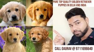 These puppies are often sterilized before taken to new home so they are very docile, gentle and especially not spontaneous in spawning season. Cheap Price Golden Retriever Puppies For Sale 12000 In Delhi And Ncr 9711696640 Youtube