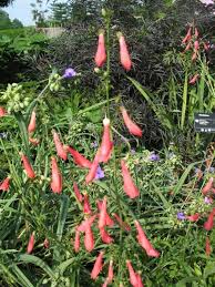 Penstemon Barbatus Jingle Bells Plant Finder Pollinator Plants Plants Plant Finder
