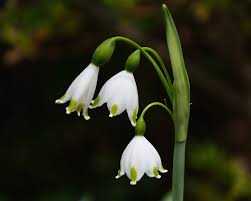 Snowdrop Bird Art Print Flowers Pink Flowers