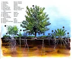 We did not find results for: Fruit Tree Guilds For Your Backyard S Resilience