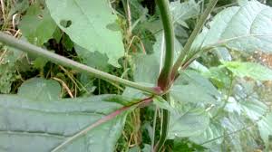 Image result for Achyranthes aspera