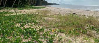 We did not find results for: Newell Beach Foreshore Management Plan Douglas Shire Council
