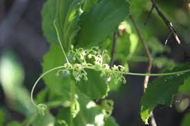 Image result for Cyphostemma setosum