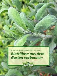 Blattlause Loswerden In 2020 Mdr Garten Garten Schadlinge