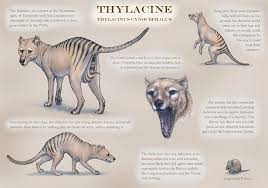 Thylacinus Cynocephalus Tasmanian Tiger Carnivorous Marsupial By Jennyparks On Deviantart Http Jennyparks Deviantart Com Art Thylacinus C Fantasi
