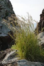 Image result for Hyparrhenia familiaris