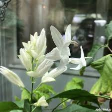 Image result for Whitfieldia brazzae