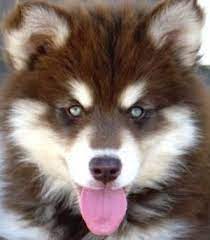 We are a small breeder of only alaskan malamute puppies for sale. Red Alaskan Malamute Puppy Omggg By Pearl808 Malamute Puppies Alaskan Malamute Puppies Malamute Dog