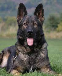 Black Sable German Shepherds Bing Images Black Sable German Shepherd Sable German Shepherd Working Dogs
