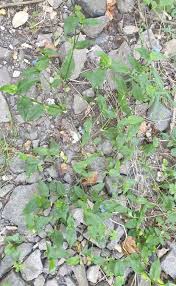 Image result for Commelina triangulispatha