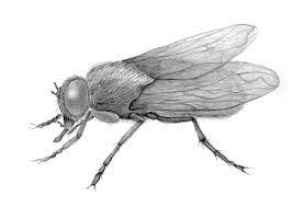 Pencil Drawing Of A Fly Insect Sketch Fly Drawing Insects Pencil Drawings Of Animals