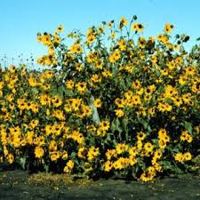 Black oil sunflower growth stages. Pdf Sunflower Overview
