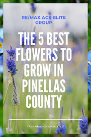 Check spelling or type a new query. The Five Best Flowers To Grow In Pinellas County Tampa Bay Homes For Sale Re Max Acr Elite Group Inc