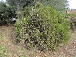 Image result for Macrotyloma densiflorum