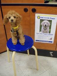 Puppy program is designed to get dog owners and their puppies off to a great start and is open to all dogs, purebred or mixed, that are old enough to have completed necessary vaccinations. Life With Lucy Poppy Akc Star Puppy Test