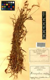 Image result for Monocymbium