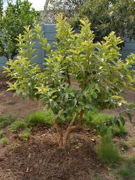 Maybe you would like to learn more about one of these? 12 Fruit Trees For Home Garden India India Gardening