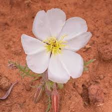 We did not find results for: Cutleaf Evening Primrose Photograph By Jurgen Lorenzen