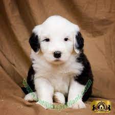 bestdog heaven bursa kopek ciftiligi satilik kopek ilanlari yavru kopek kopek