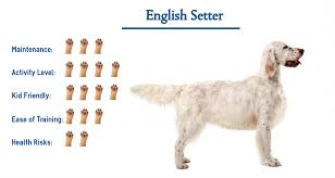 Why buy an english setter puppy for sale if you can adopt and save a life? English Setter Dog Breed Everything You Need To Know At A Glance