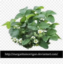 Strawberry Plant Png Strawberry Bush Transparent Png Image With Transparent Background Toppng Large collections of hd transparent bush plant png images for free download. strawberry plant png strawberry bush