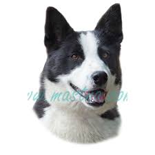 Image result for karelský medvědí pes