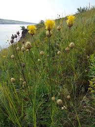 Image result for Centaurea