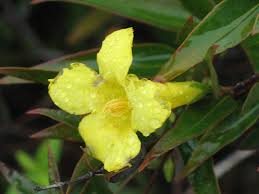 Image result for Gelsemiaceae