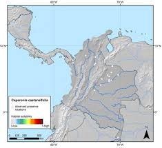 Image result for Caperonia fistulosa