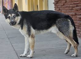 Maybe you would like to learn more about one of these? What Do You Call A Husky And German Shepherd Mix