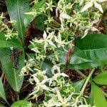 Image result for Voacanga chalotiana