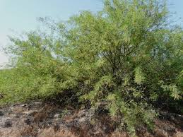 Image result for Prosopis glandulosa