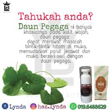 Menjual produk berasaskan bahan semulajadi untuk kecantikan dari dalam. Tahu Tak Daun Pegaga Ni Banyak Lemira Beauty Gombak Facebook