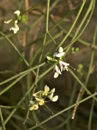 Image result for Bidens kirkii