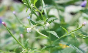 Image result for Epilobium