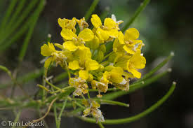 Image result for Sisymbrium burchellii