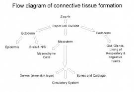 Embryology Physiotherapy Milan