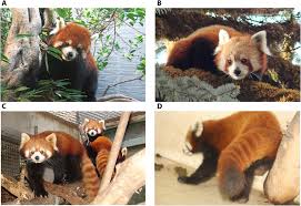 Is a red panda a real panda? There Are Two Distinct Red Panda Species According To Dna Analysis
