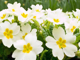 Maybe you would like to learn more about one of these? Foto Ad Alta Risoluzione Di Fiori Hd Sfondi Di Fiori Ad Alta Risoluzione 1600x1200 Wallpapertip